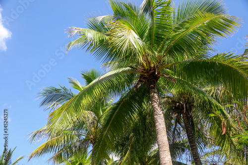 Large green branches on coconut trees against the sky © schankz