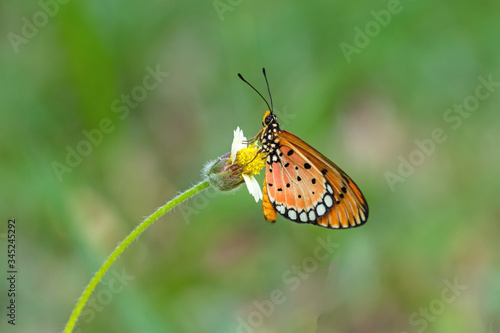 Close up beautiful Butterfly (Tawny Coster, Acraea violae) and white grass flower