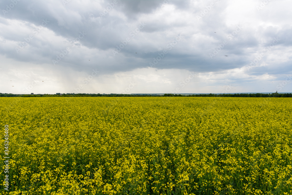Rapeseed field in the rainy day, Blooming canola flowers panorama. Rape on the field in summer at cloudy. Rapeseed field in the rainy day, Blooming canola flowers panorama. Rape on the field in summer at cloudy.
