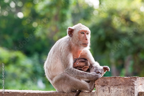 Mother Crab-eating macaque feeding her baby on concrete fence in the park © pittawut