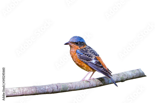 Beautiful of bird White-throated Rock Thrush  sing asong on branch isolated on white background.Saved with clipping path. © pittawut