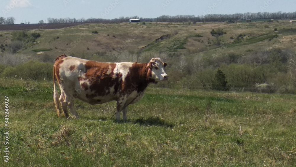 cows grazing in a field
