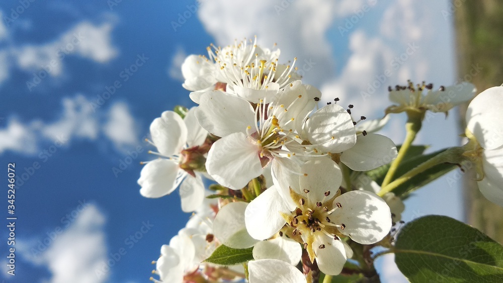 Obraz premium apple tree blossom