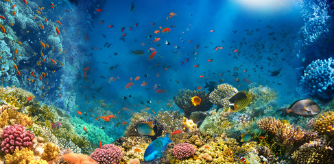 Gordijnen Koraalriffen Rifvissen in Egyptische Rode Zee  © Solarisys