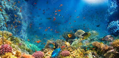Obraz na płótnie Underwater world. Coral fishes of Red sea. Egypt