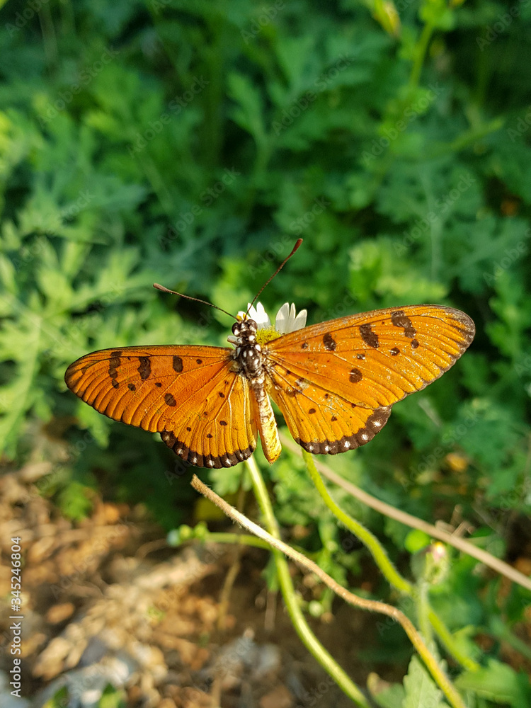 beautiful butterfly acraea terpsicore on green background beautiful butterfly acraea terpsicore on green background