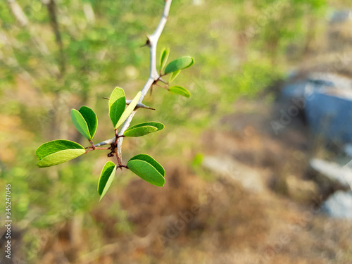 beautiful pithecellobium dulce (madras thorn) tree with blue sky photo