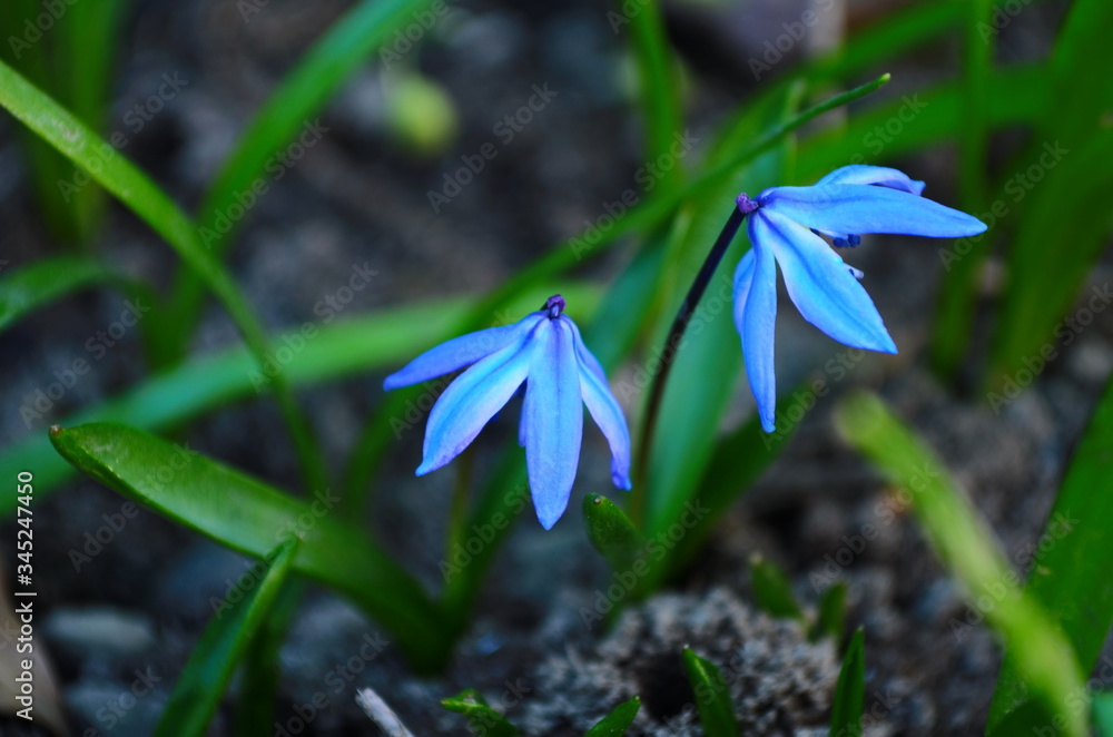 Obraz premium small blue spring flowers in a forest