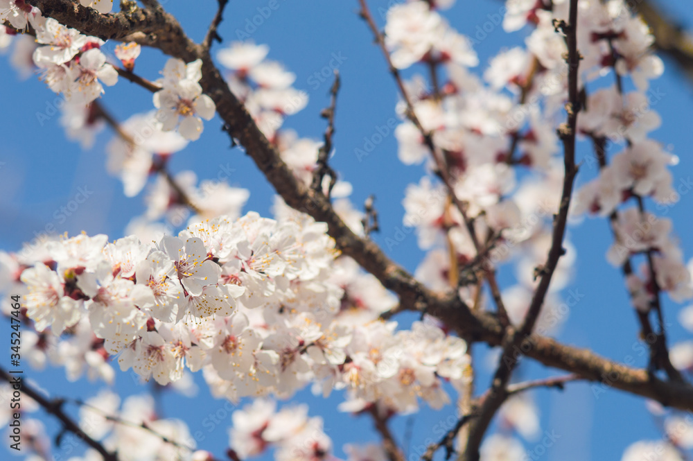 Apricot flowers with white petals Apricot flowers with white petals