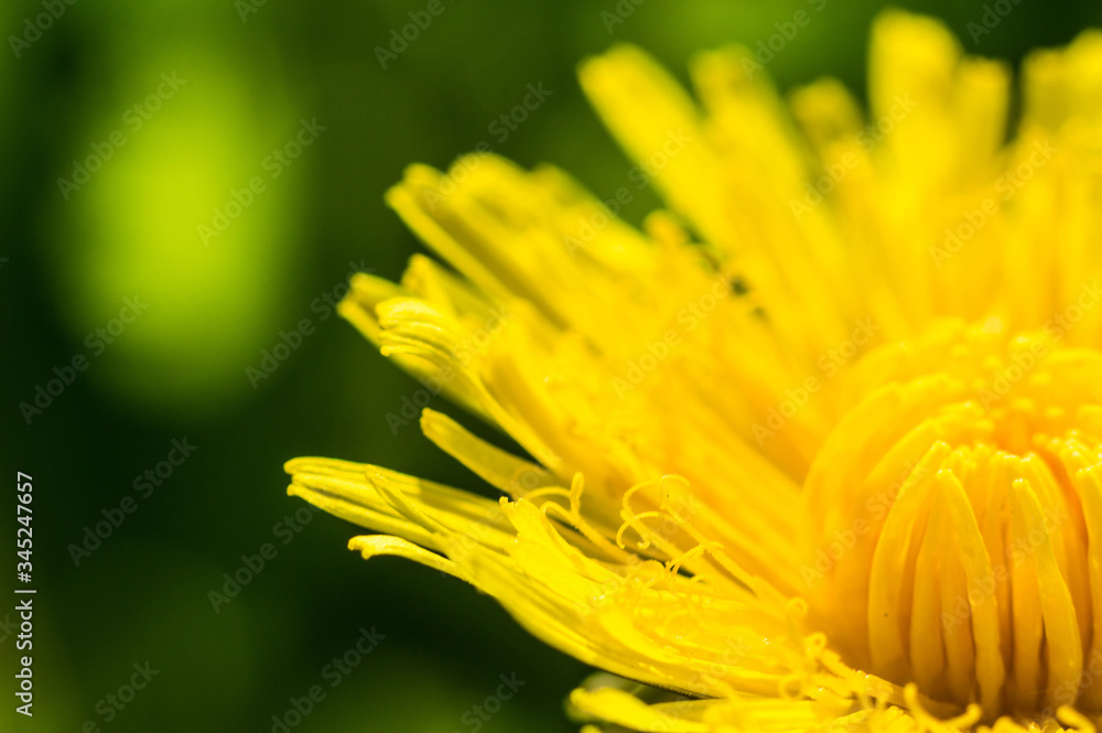 Dandelion with yellow petals in macro