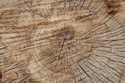 Browm texture of wooden stump