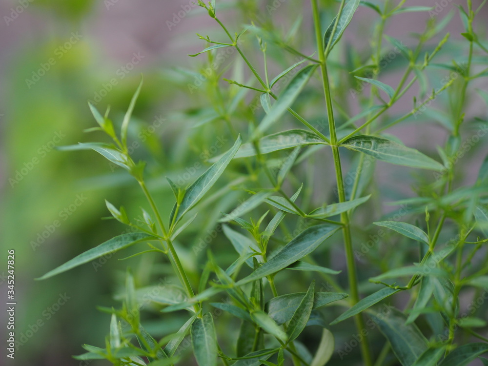 Fototapeta premium King of bitters scientific name Andrographis paniculata Burm, Wall. Ex Nees, Fah Talai jhon, Thai herbs relieve sore throat, reduce fevergreen leaves vegetable nature protect coronavirus, covid-19