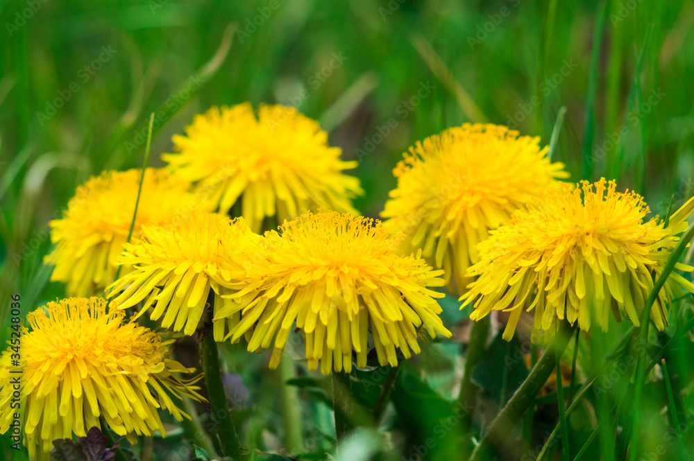 Yellow dandelions closeup on green grass Yellow dandelions closeup on green grass