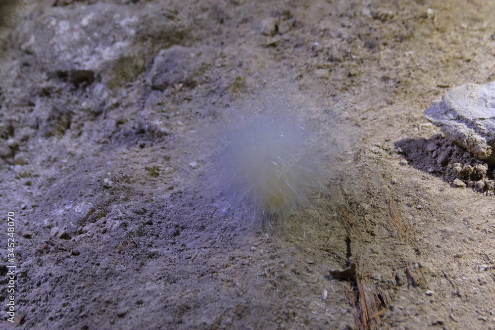 Mold in an underground cave Mold in an underground cave
