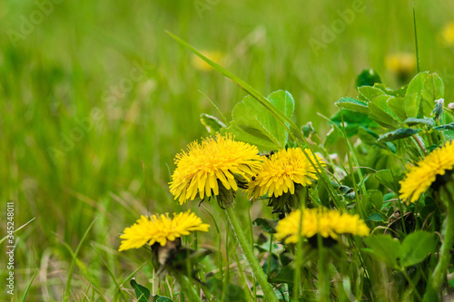 Yellow dandelions closeup on green grass