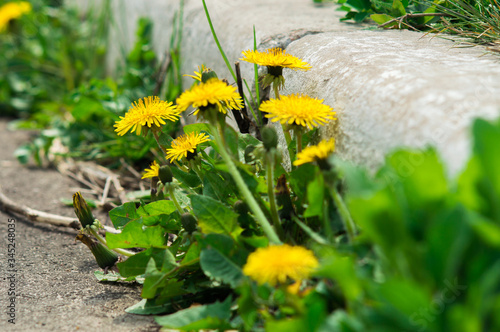 Yellow dandelions closeup on the road