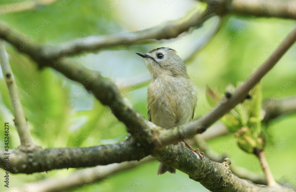 A tiny Goldcrest, Regulus regulus, perching on a branch of a tree in spring. It is trying to attract a mate.
