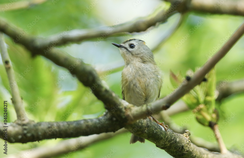 A tiny Goldcrest, Regulus regulus, perching on a branch of a tree in spring. It is trying to attract a mate.
A tiny Goldcrest, Regulus regulus, perching on a branch of a tree in spring. It is trying to attract a mate.