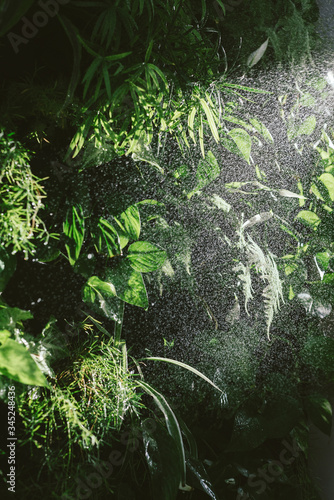 watering of vertical living green plants wall with pothos scindapsus, asparagus, chlorophytum flower houseplant inside apartment with hard sunshine light, stock photo image background