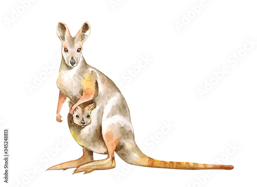 Watercolor illustration of a kangaroo. Realistic Kangaroo. Animals of Australia. Isolated on white background.Kangaroo and the kid watercolor.
