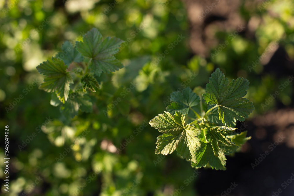 Green currant leaves in the garden Green currant leaves in the garden