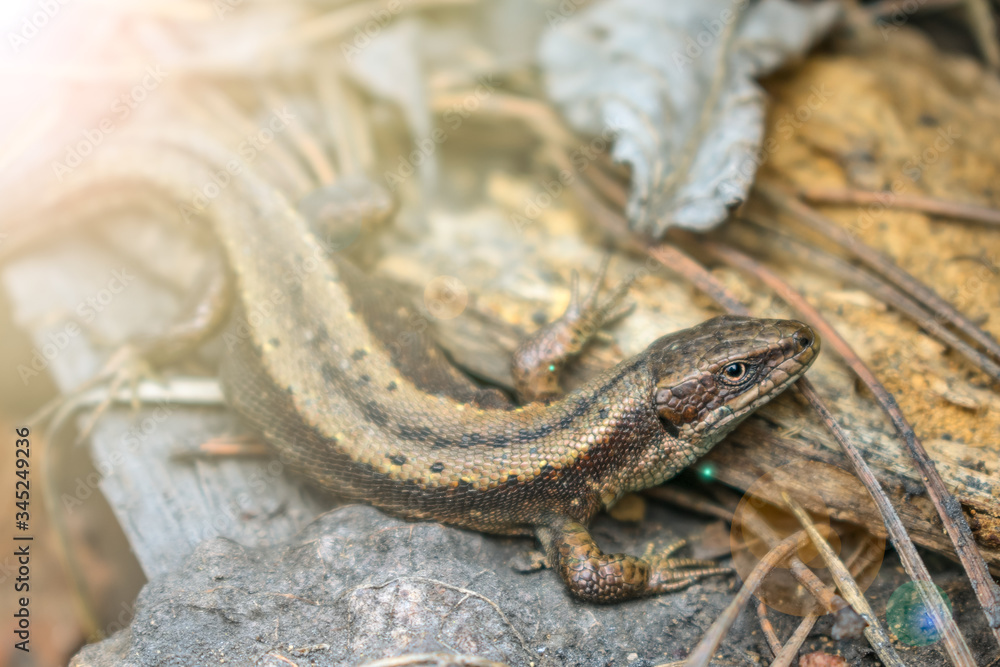 A lizard hid among stones and rotten remains of a tree in a forest A lizard hid among stones and rotten remains of a tree in a forest