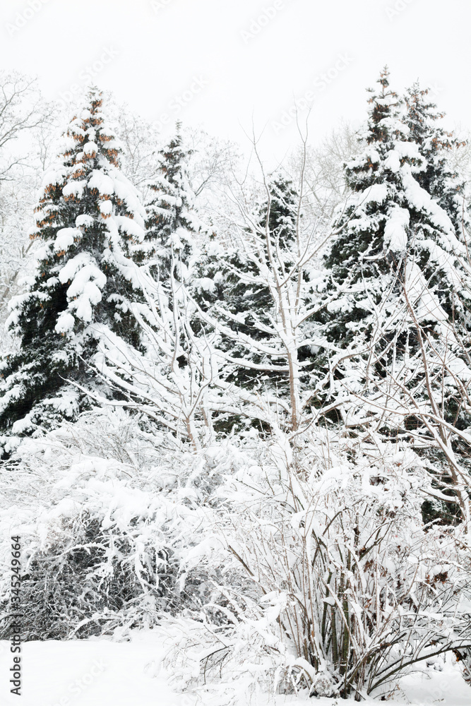 Winter forest. Winter forest.