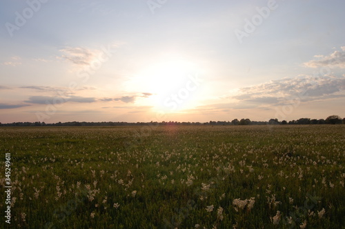 beautiful sunny sunset in the field with grass and spikelets