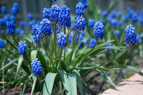 blue flowers in the grass closeup MUSCARI Mouse hyacinth