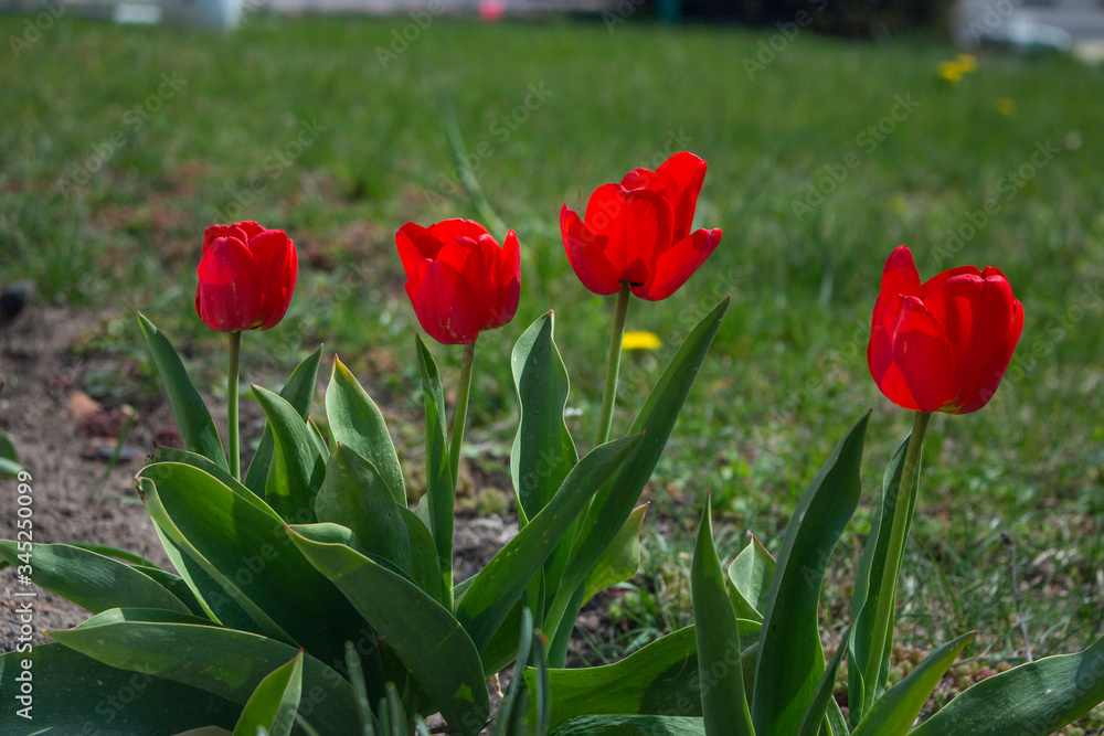 Fototapeta premium red tulips in the garden
