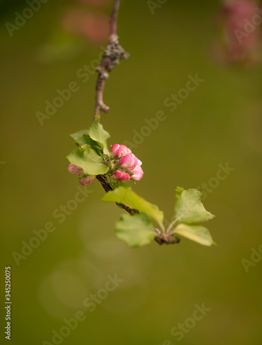 Blooming apple tree branch with pink petals