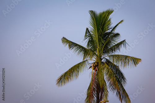 View of coconut tree with sky background