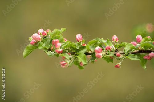 Apple tree branch with pink blossoms 