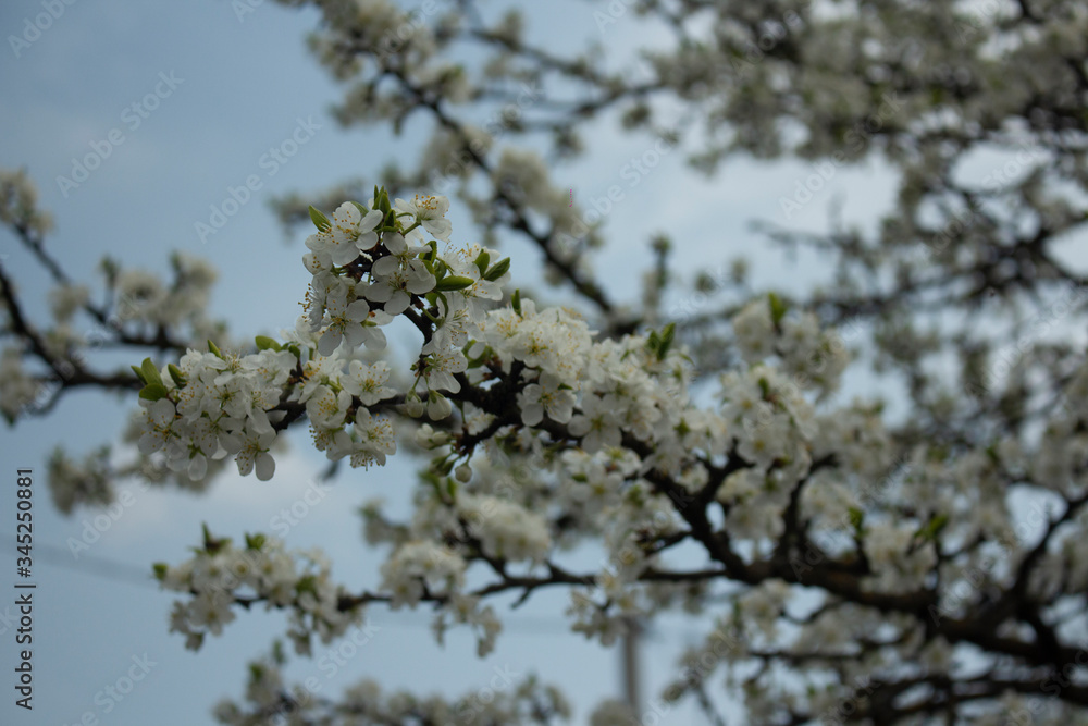 tree branches against blue sky cherry spring tree branches against blue sky cherry spring