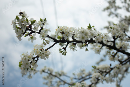 Wallpaper Mural tree branches against blue sky cherry spring Torontodigital.ca