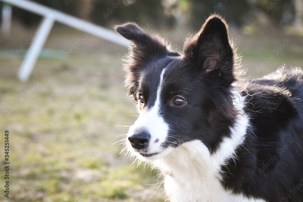 Portrait of black and white border collie in agility park. She is looking on her big sister.