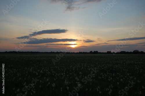 beautiful sunny sunset in the field with grass and spikelets