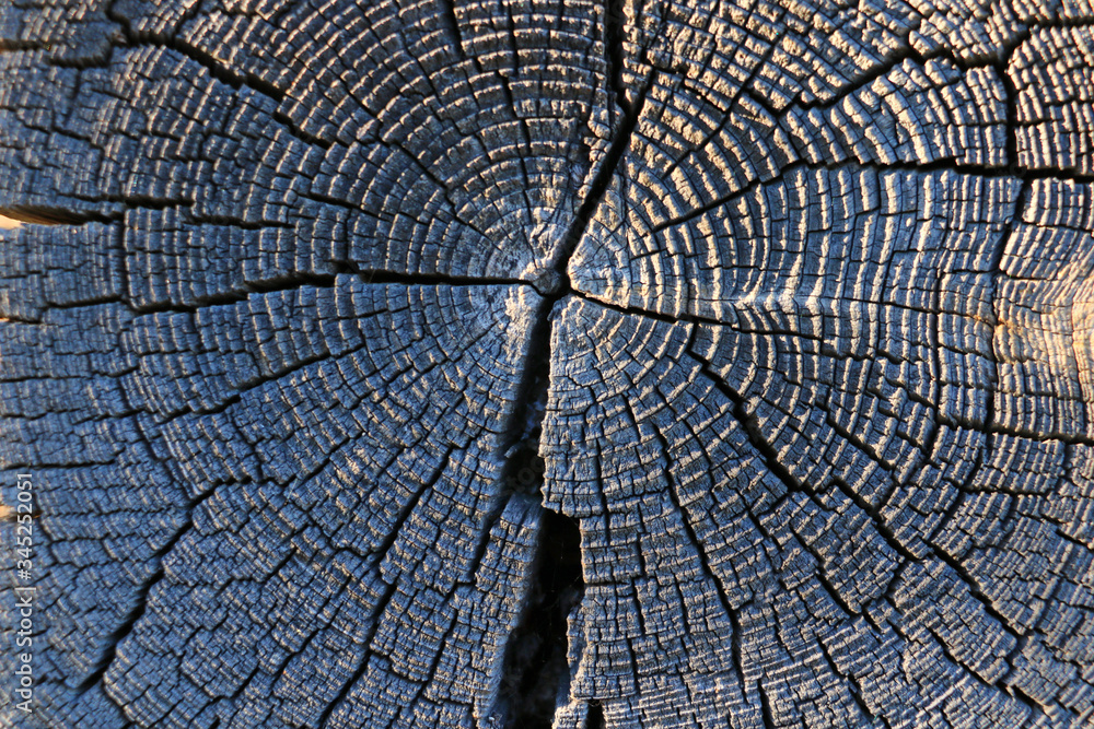 old tree stump texture background, nature pattern.
