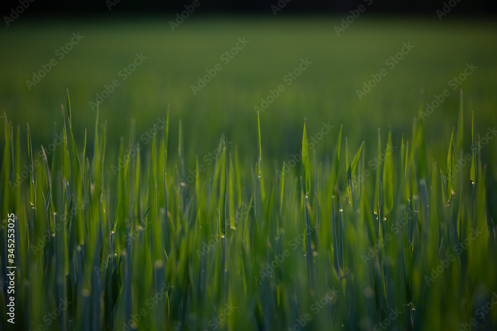 Obraz premium A field of green stalks of corn shortly after planting as the year and the harvest begins to ripen