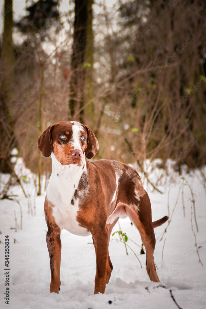 Potrait of Catahoula Leopard Dog under the pine. Photo from czech castle Konopiste. It was amazing experience. I love dogs on snow.