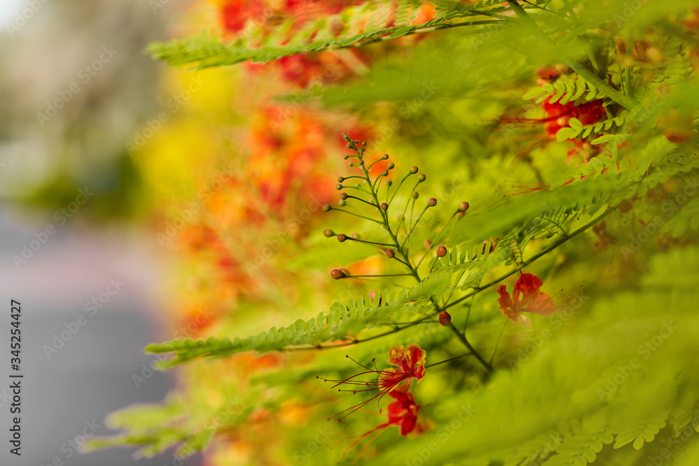 Bright orange flowers on a shrub planted along the path in the Park. Soft focus, space for text Bright orange flowers on a shrub planted along the path in the Park. Soft focus, space for text