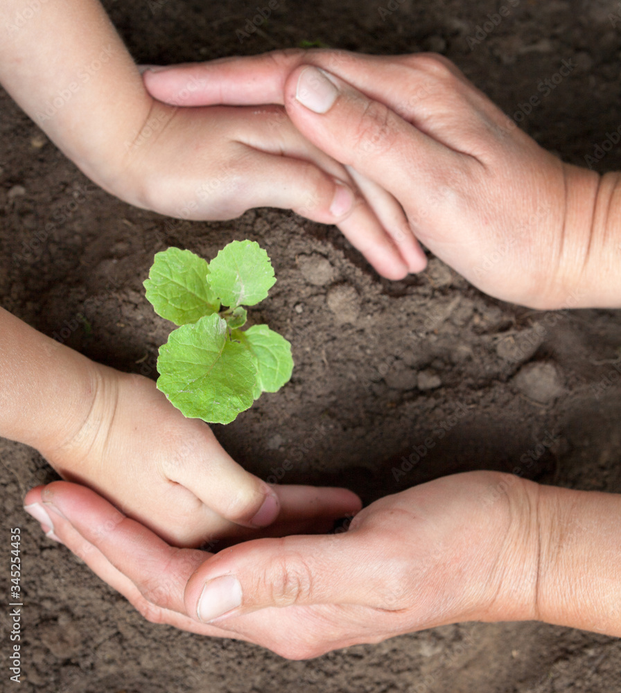 Kid's and grown-up's hands holding a young plant. Kid's and grown-up's hands holding a young plant.