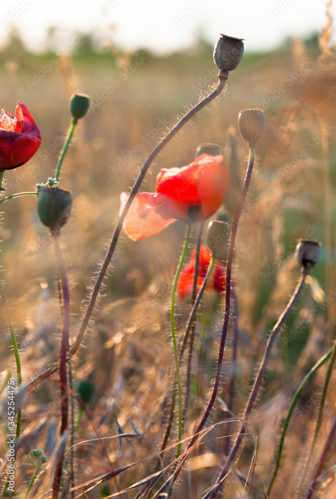 Obraz premium Poppy flowers in the field.