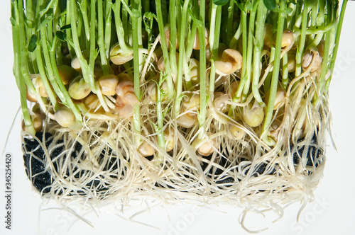 Macro shot of pea sprouted with sprouts. grains took root on a linen rug. seeds gave microgreen stumps photo