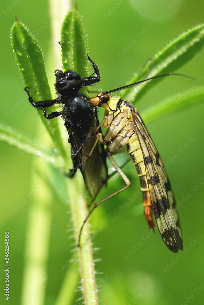 Fototapeta premium Skorpionsfliege beim fressen einer Märzfliege