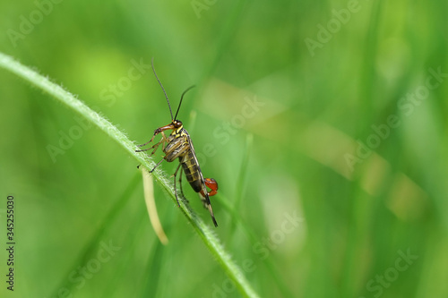 Nahansicht einer Skorpionsfliege © Revilo Lessen