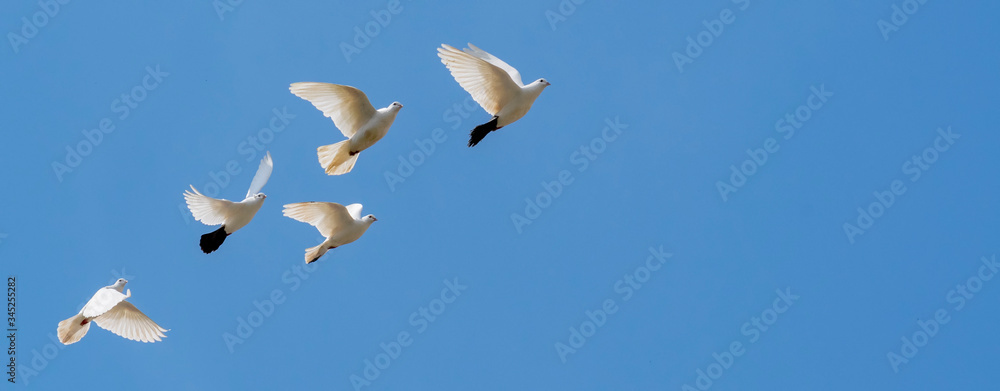 Fototapeta premium A flock of white decorative pigeons flies against the blue sky. Beautiful flight of a pigeon.