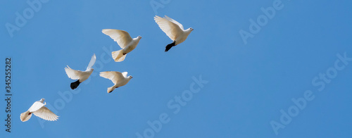 A flock of white decorative pigeons flies against the blue sky. Beautiful flight of a pigeon.