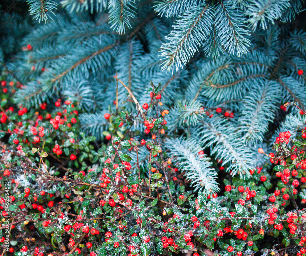 Red cotoneaster and fir tree
