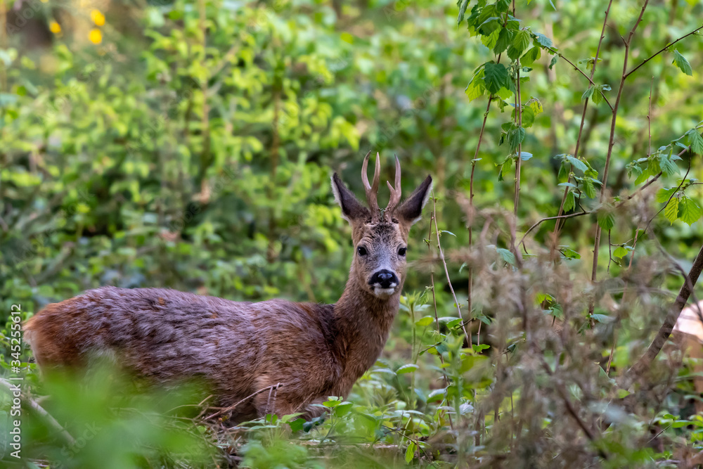 Fototapeta premium roebuck with moulting coat in the forest